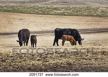 Cattle grazing in stubble field with new born calfs in the springtime; alberta, canada View Large Photo Image Stock Photo - Cattle grazing in stubble field with new born calfs in the springtime; alberta, canada. Fotosearch