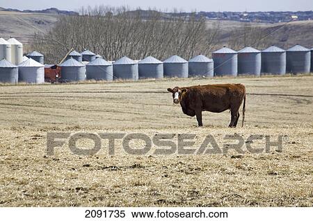 Stock Photography - Cattle grazing in stubble field with grain bins in the background; alberta, canada. Fotosearch