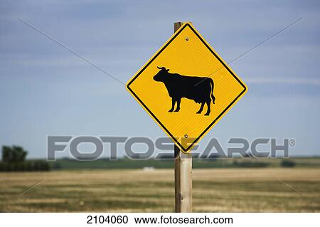 Cattle road sign with a field in the background and blue sky near airdrie; alberta canada View Large Photo Image Stock Image - Cattle road sign with a field in the background and blue sky near airdrie; alberta canada. Fotosearch