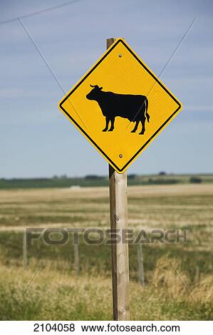 Cattle road sign with a field in the background and blue sky near airdrie; alberta canada View Large Photo Image Stock Photo - Cattle road sign with a field in the background and blue sky near airdrie; alberta canada. Fotosearch