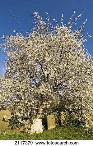 Cherry blossom and grave stones; bramham west yorkshire england View Large Photo Image Stock Photo - Cherry blossom and grave stones; bramham west yorkshire england. Fotosearch