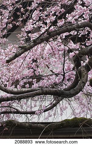 Stock Image - Cherry blossom tree in front of a white temple wall; nara, japan. Fotosearch