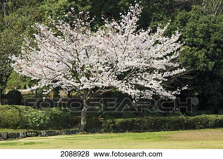 Cherry blossom tree in full bloom; tokyo, japan View Large Photo Image Stock Photo - Cherry blossom tree in full bloom; tokyo, japan. Fotosearch