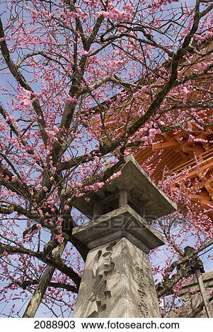 Cherry blossom tree with japanese stone lantern and temple roof; kyoto, japan View Large Photo Image Stock Image - Cherry blossom tree with japanese stone lantern and temple roof; kyoto, japan. Fotosearch