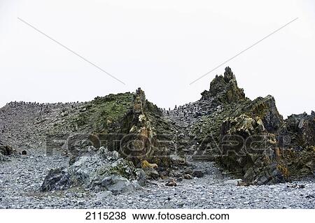 Stock Photo - Chinstrap penguins (pygoscelis antarcticus); antarctica. Fotosearch