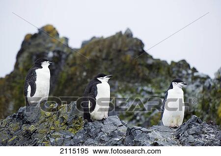 Stock Photography - Chinstrap penguins (pygoscelis antarcticus); antarctica. Fotosearch