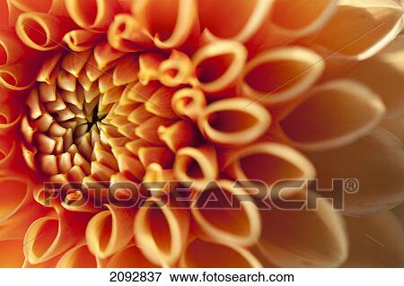 Stock Photo - Chrysanthemum; milton, ontario, canada. Fotosearch