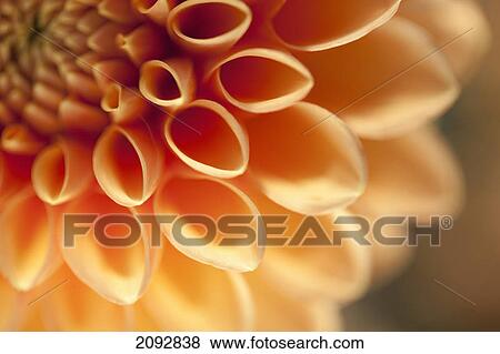 Stock Photo - Chrysanthemum; milton, ontario, canada. Fotosearch
