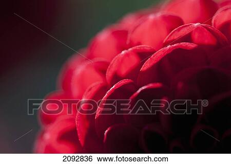 Chrysanthemum; milton, ontario, canada View Large Photo Image Stock Photograph - Chrysanthemum; milton, ontario, canada. Fotosearch