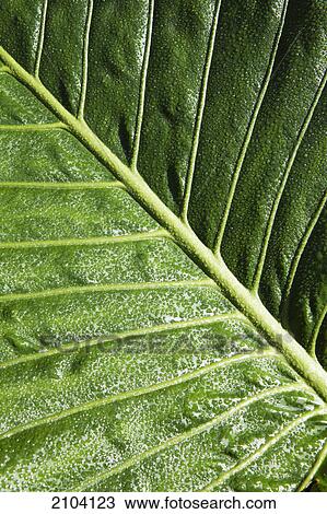 Stock Image - Close up details of a green leaf; murwillumba new south wales australia. Fotosearch