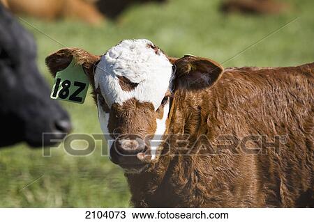 Close up of a baby calf's face in a field; alberta canada View Large Photo Image Stock Image - Close up of a baby calf's face in a field; alberta canada. Fotosearch