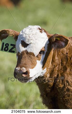 Close up of a baby calf's face in a field; alberta canada View Large Photo Image Stock Photography - Close up of a baby calf's face in a field; alberta canada. Fotosearch