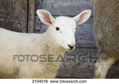 Close up of a baby lamb against the outside of a wooden barn wall; alberta canada View Large Photo Image Stock Photo - Close up of a baby lamb against the outside of a wooden barn wall; alberta canada. Fotosearch