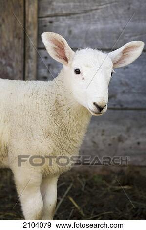 Stock Photo - Close up of a baby lamb against the outside of a wooden barn wall; alberta canada. Fotosearch