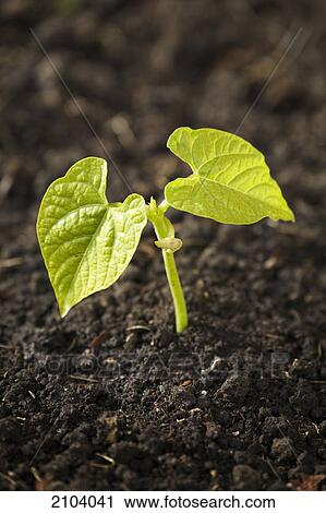 Stock Image - Close up of a bean plant seedling at the two leaf stage; calgary alberta canada. Fotosearch