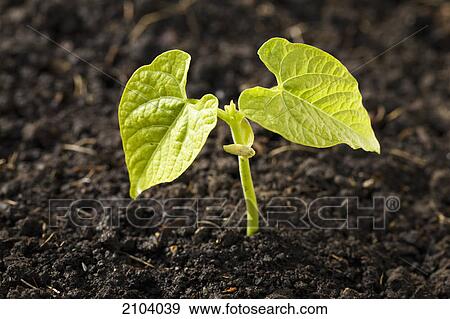 Close up of a bean plant seedling at the two leaf stage; calgary alberta canada View Large Photo Image Stock Photo - Close up of a bean plant seedling at the two leaf stage; calgary alberta canada. Fotosearch