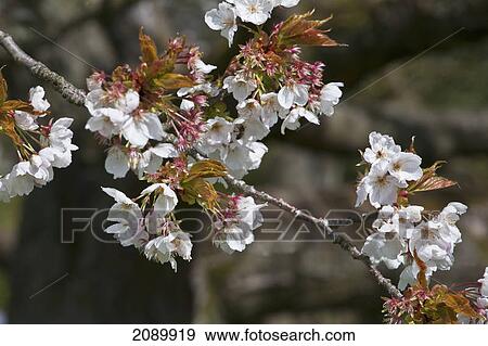 Close up of a branch of a cherry blossom tree; birmingham, west midlands, england View Large Photo Image Stock Photo - Close up of a branch of a cherry blossom tree; birmingham, west midlands, england. Fotosearch