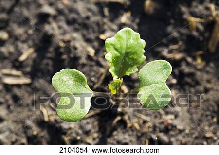 Close up of a canola seedling at the three leaf stage; alberta canada View Large Photo Image Picture - Close up of a canola seedling at the three leaf stage; alberta canada. Fotosearch