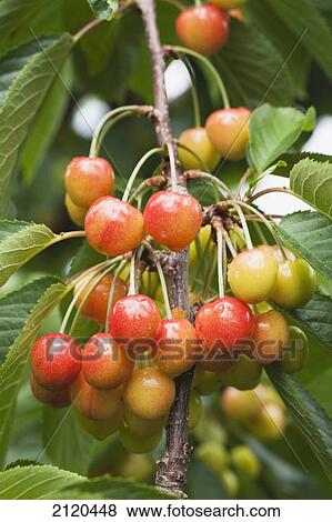 Stock Photo - Close up of a cluster of ripe and unripe cherries on a cherry tree branch with rain droplets; summerland british columbia canada. Fotosearch