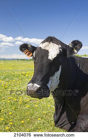 Close up of a cow's face in a field with blue sky and clouds; alberta canada View Large Photo Image Stock Photograph - Close up of a cow's face in a field with blue sky and clouds; alberta canada. Fotosearch