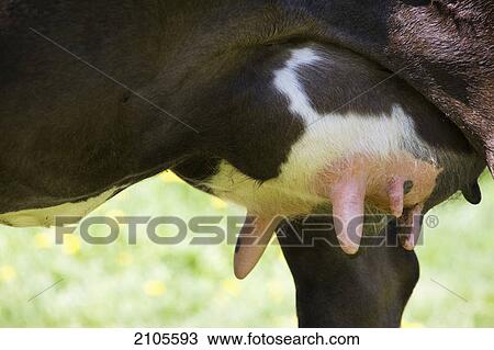 Close up of a cow's utters; alberta canada View Large Photo Image Stock Image - Close up of a cow's utters; alberta canada. Fotosearch