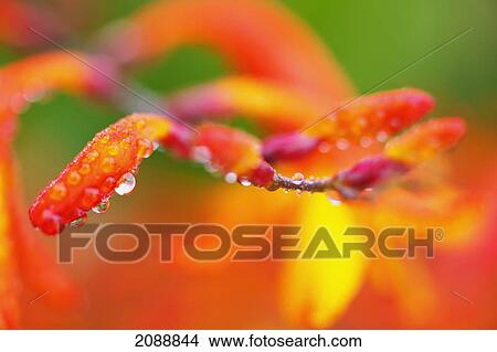Close up of a flower with water drops; oregon, united states of america View Large Photo Image Picture - Close up of a flower with water drops; oregon, united states of america. Fotosearch