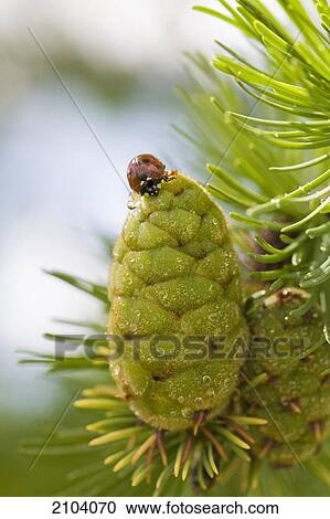 Close up of a ladybug on a larch tree green cone with rain drops; calgary alberta canada View Large Photo Image Stock Image - Close up of a ladybug on a larch tree green cone with rain drops; calgary alberta canada. Fotosearch