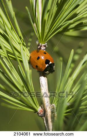 Close up of a ladybug on larch tree needles; calgary alberta canada View Large Photo Image Stock Image - Close up of a ladybug on larch tree needles; calgary alberta canada. Fotosearch