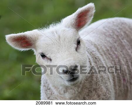 Close up of a lamb; northumberland, england View Large Photo Image Stock Image - Close up of a lamb; northumberland, england. Fotosearch