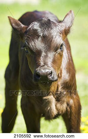 Close up of a newly born calf in a field west of calgary; alberta canada View Large Photo Image Stock Image - Close up of a newly born calf in a field west of calgary; alberta canada. Fotosearch