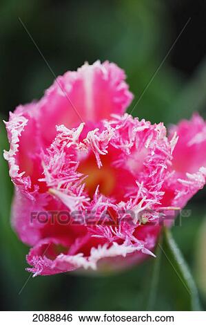 Stock Photograph - Close up of a pink tulip at wooden shoe tulip farm; woodburn, oregon, united states of america. Fotosearch