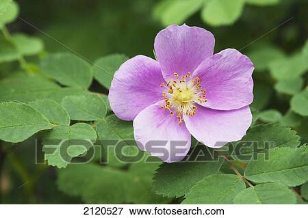 Close up of a single wild rose flower with leaves; calgary alberta canada View Large Photo Image Stock Photo - Close up of a single wild rose flower with leaves; calgary alberta canada. Fotosearch