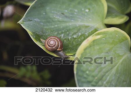 Stock Image - Close up of a snail and it's shell on a large leaved plant; kelowna british columbia canada. Fotosearch