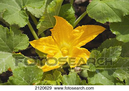 Stock Photo - Close up of a zucchini blossom with leaves; calgary alberta canada. Fotosearch