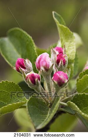 Stock Image - Close up of apple blossoms not yet opened; calgary alberta canada. Fotosearch