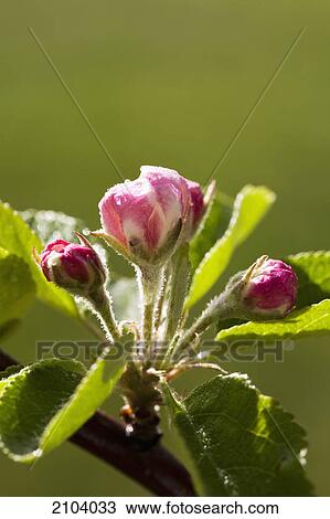Stock Image - Close up of apple blossoms not yet opened; calgary alberta canada. Fotosearch
