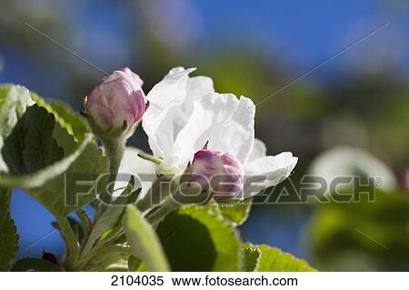 Close up of apple blossoms with one open blossom and blue sky in the background; calgary alberta canada View Large Photo Image Stock Photography - Close up of apple blossoms with one open blossom and blue sky in the background; calgary alberta canada. Fotosearch