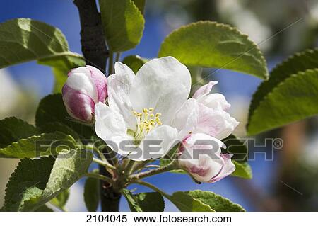 Stock Photography - Close up of apple blossoms with one open blossom and blue sky in the background; calgary alberta canada. Fotosearch
