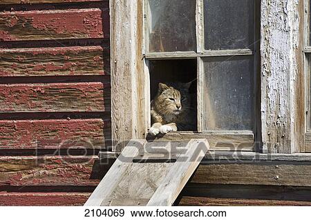 Close up of cat looking out of a broken window of a rustic wooden barn; alberta canada View Large Photo Image Stock Photo - Close up of cat looking out of a broken window of a rustic wooden barn; alberta canada. Fotosearch