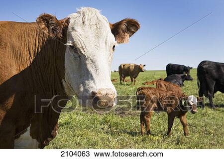 Stock Image - Close up of cow with calf in the background in a field of cattle with blue sky west of calgary; alberta canada. Fotosearch