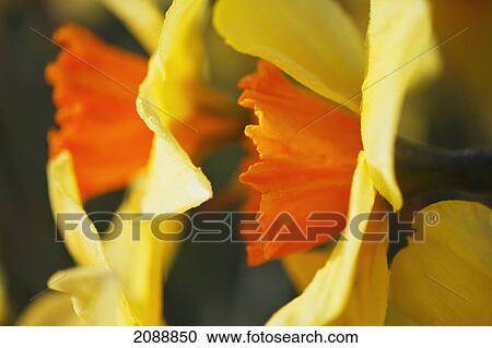 Stock Image - Close up of daffodils in bloom; woodburn, oregon, united states of america. Fotosearch