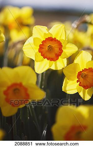 Close up of daffodils in bloom; woodburn, oregon, united states of america View Large Photo Image Stock Image - Close up of daffodils in bloom; woodburn, oregon, united states of america. Fotosearch
