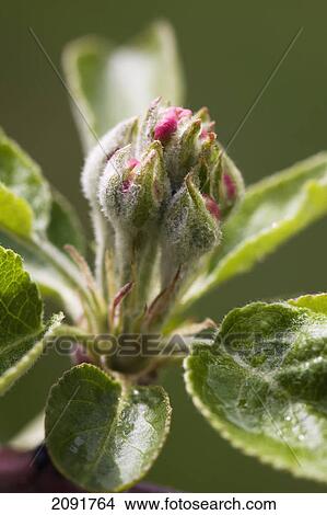 Close up of early apple blossoms; calgary, alberta, canada View Large Photo Image Picture - Close up of early apple blossoms; calgary, alberta, canada. Fotosearch