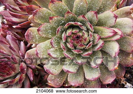 Close up of hen and chicks plant with rain drops; calgary alberta canada View Large Photo Image Stock Photo - Close up of hen and chicks plant with rain drops; calgary alberta canada. Fotosearch