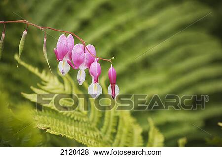 Stock Photo - Close up of impatiens flowers and ferns in the background; kelowna british columbia canada. Fotosearch