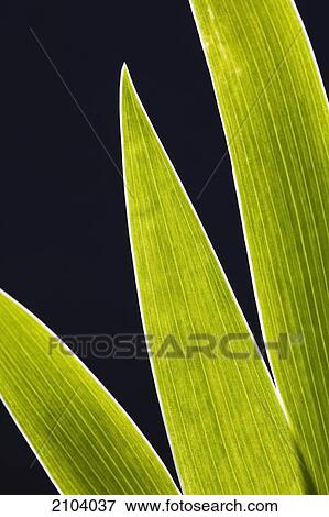 Close up of iris leaves on a black background; calgary alberta canada View Large Photo Image Stock Photo - Close up of iris leaves on a black background; calgary alberta canada. Fotosearch