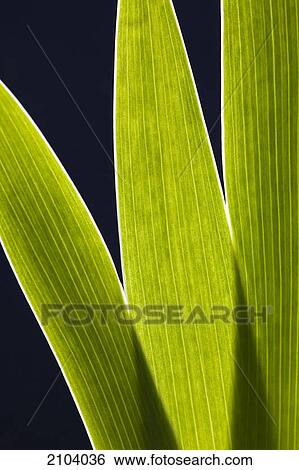 Stock Photograph - Close up of iris leaves on a black background; calgary alberta canada. Fotosearch