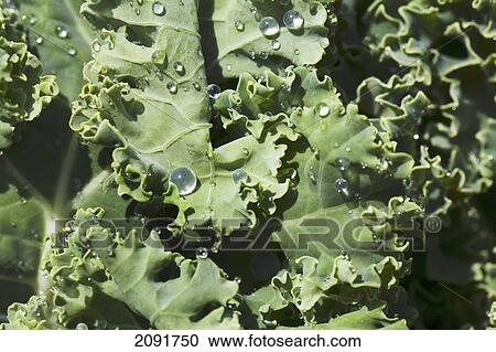 Close up of kale leaves with beaded rain drops; calgary, alberta, canada View Large Photo Image Stock Image - Close up of kale leaves with beaded rain drops; calgary, alberta, canada. Fotosearch