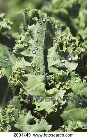 Close up of kale leaves with beaded rain drops; calgary, alberta, canada View Large Photo Image Stock Photo - Close up of kale leaves with beaded rain drops; calgary, alberta, canada. Fotosearch