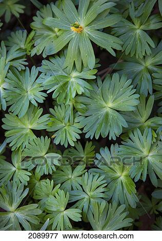 Stock Photo - Close up of leaves on a plant; northumberland, england. Fotosearch